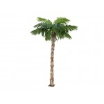 Fungicide palmieri