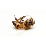 Insecticide cu efect asupra albinelor