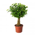 Insecticide ficus
