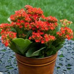 Insecticide kalanchoe