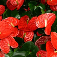 Anthurium