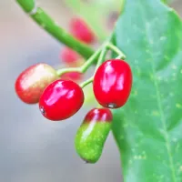 Aucuba