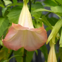 Brugmansia