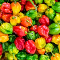Capsicum