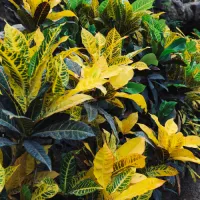 Codiaeum
