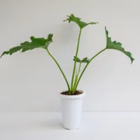 Ficus