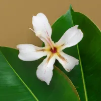 Ficus