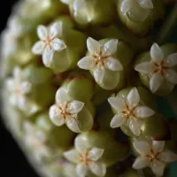 Hoya
