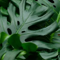 Monstera