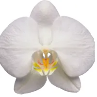 Orhidee