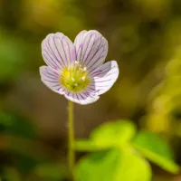 Oxalis