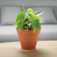 Philodendron
