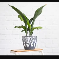 Aspidistra