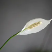 Spathiphyllum