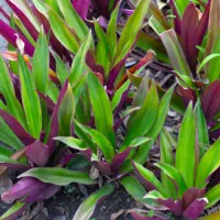 Tradescantia