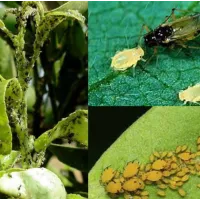 insecticide anti afide