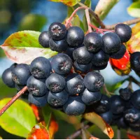 aronia cultivare si beneficii
