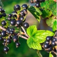 arbori si arbusti fructiferi care se planteaza toamna