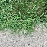 top erbicide totale pentru combaterea buruienilor