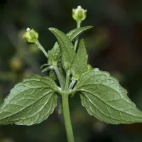 Busuioc salbatic