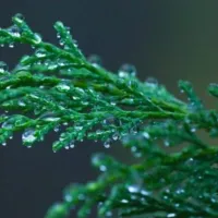 Chiparos Leylandii: Ghid pas cu pas de plantare si ingrijire