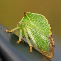 Cicada gheboasa