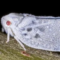 Cicada melifera
