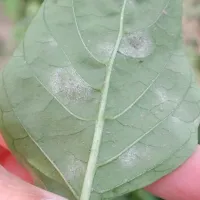 Fainarea tomatelor