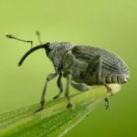 Gargarita fasolei