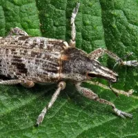 Gargarita sfeclei