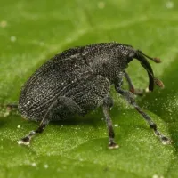Gargarita tulpinilor de rapita