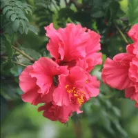 Hibiscus sfaturi pentru plantare ingrijire si inmultire