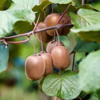 Plantare Kiwi in gradina: ghid complet
