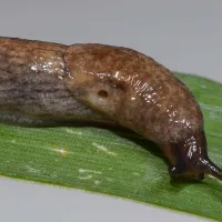 Limaxul cenusiu