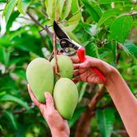 cum sa plantezi mango in gradina