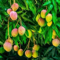 5 motive pentru a cultiva mango in gradina