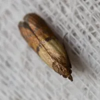 Molii textile - Ce insecticide sa folosim?