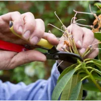 Cum se ingrijeste corect Rhododendronul