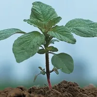 Stirul salbatic