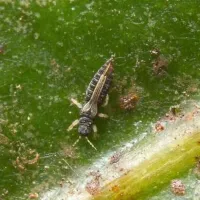 Tripsul plantelor de sera