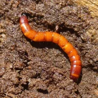 Viermii sarma (Agriotes sp.)