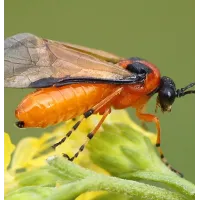 Viespea rapitei (Athalia rosae)