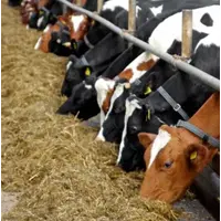 seminte furajere pentru animale