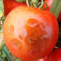 Tomate boli si daunatori