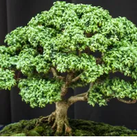 Ingrijire Bonsai