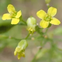 Camelina (Camelina sativa)
