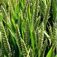 fungicide premium pentru cereale