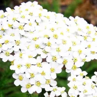 Coada Soricelului