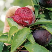 ingrijire pomi fructiferi