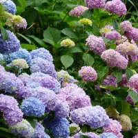 Hortensie